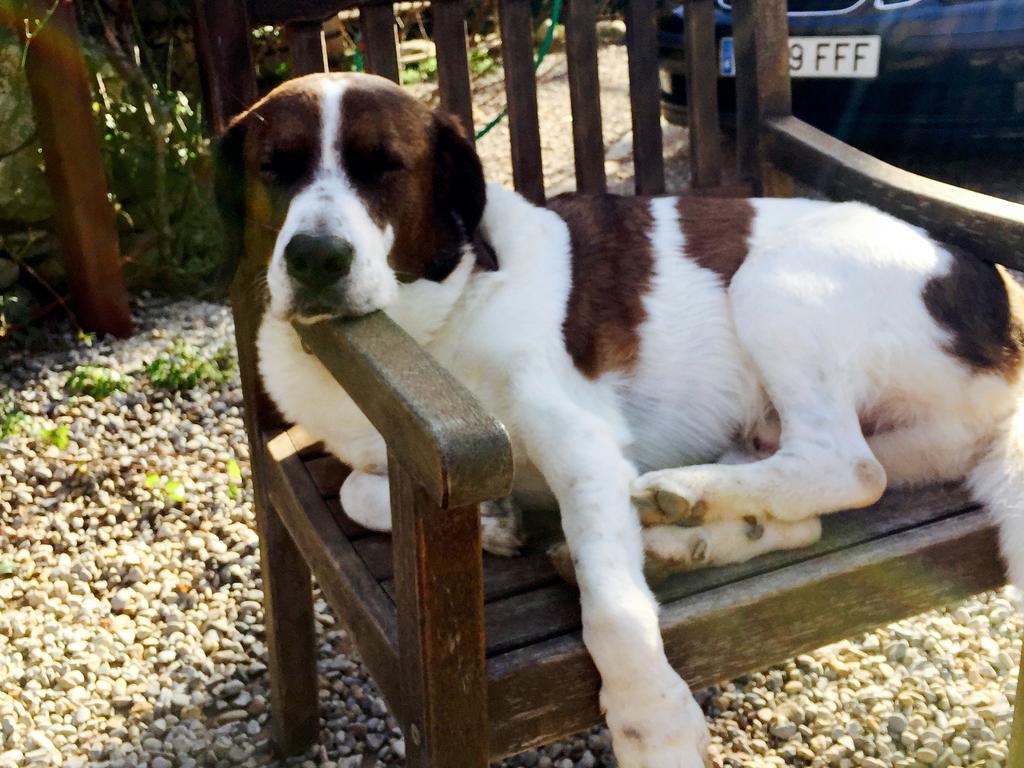 Parets de Ampurdá B&B Mas Torrencito Pet Friendly מראה חיצוני תמונה