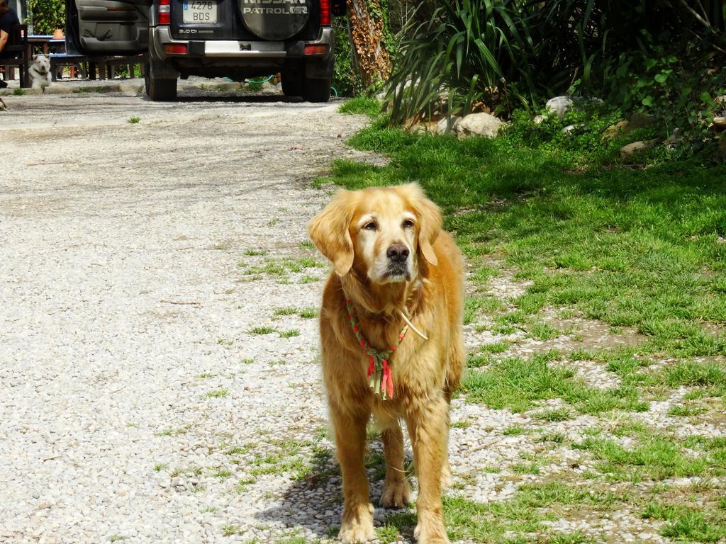 Parets de Ampurdá B&B Mas Torrencito Pet Friendly מראה חיצוני תמונה